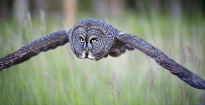Great Grey Owl in Flight.  Alberta Canada.  Bird Photography, Nature, Wildlife and Landscape Photography